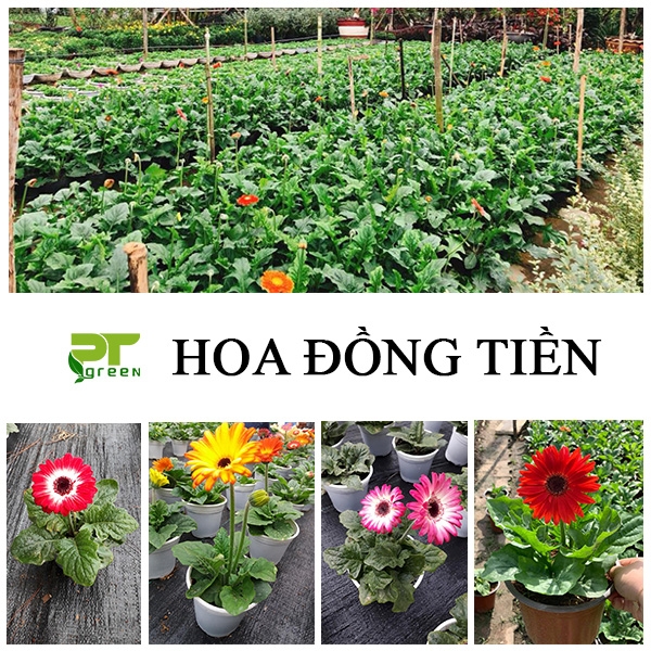 Hoa Đồng Tiền | Tổng Hợp Những Loại Cây Hoa Đồng Tiền Đẹp